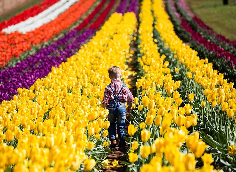 Tesselaar Tulip Festival